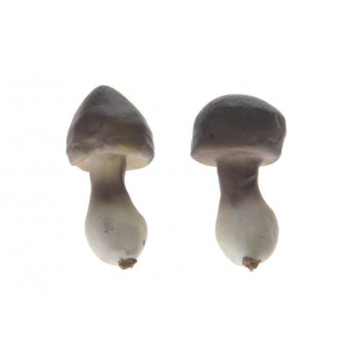 Funghi assortiti, altezza 6 cm