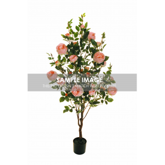 Pianta rosa "Centifoglia" con vaso nero, fiori salmone e foglie verdi, varie altezze