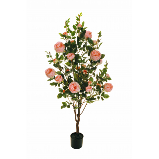 Pianta rosa "Centifoglia" con vaso nero, fiori salmone e foglie verdi, varie altezze