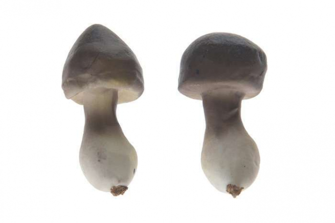 Funghi assortiti, altezza 6 cm